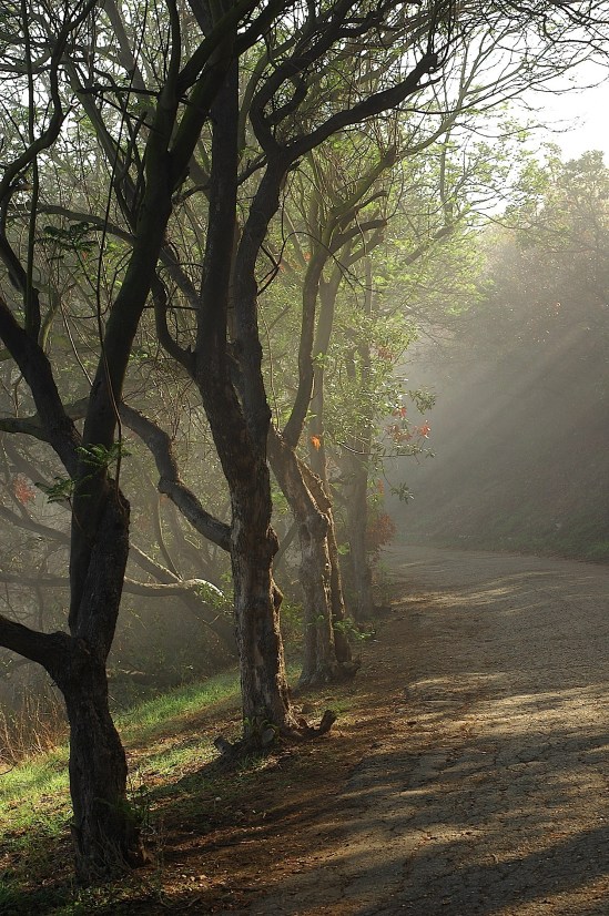 Fog in Franklin Canyon Nov. 19, 2007
