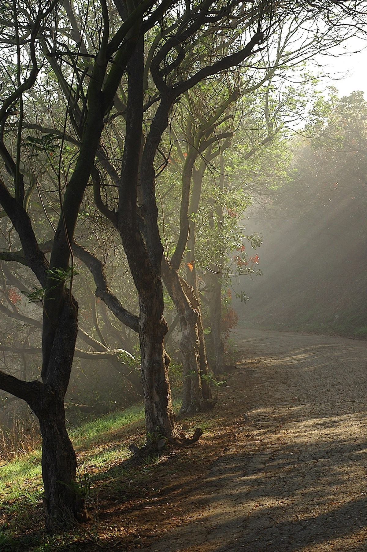 Fog in Franklin Canyon Nov. 19, 2007