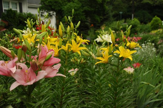 2607464218_98ef6b3213_o