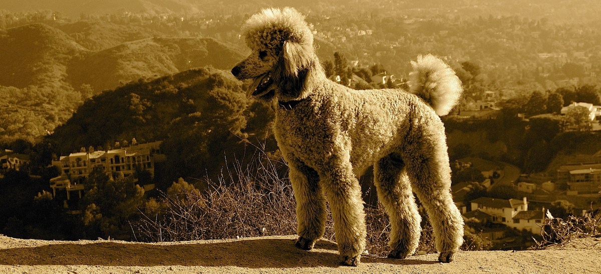 2135747415_78288c8ca3_o