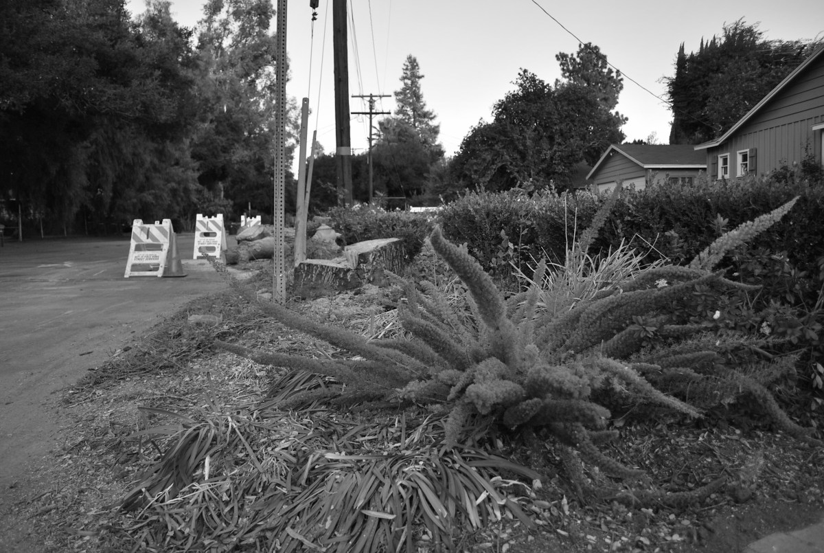 A Mighty Oak Falls-Dusk