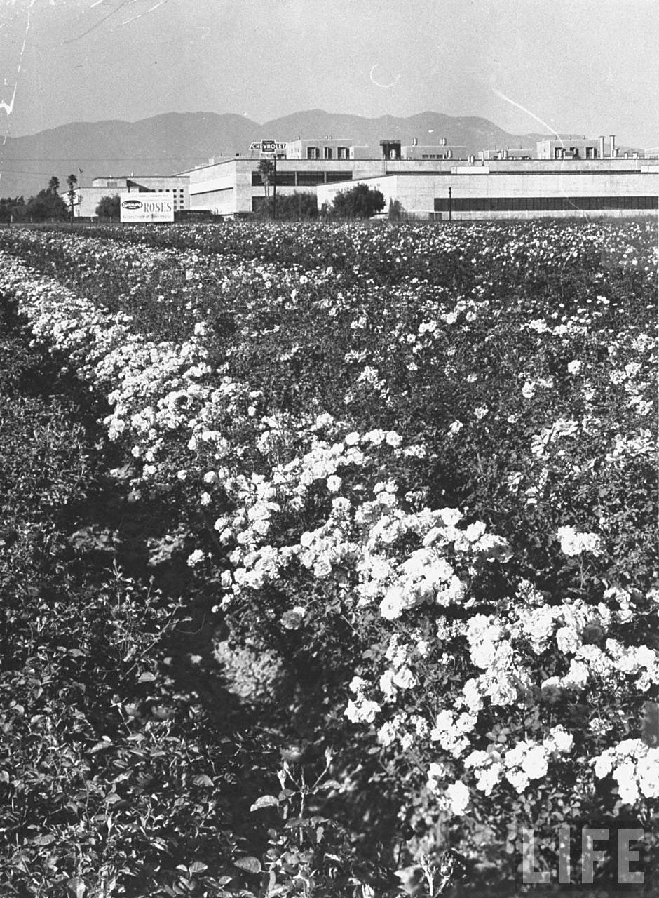 GM Plant on Van Nuys Blvd (circa 1950)
