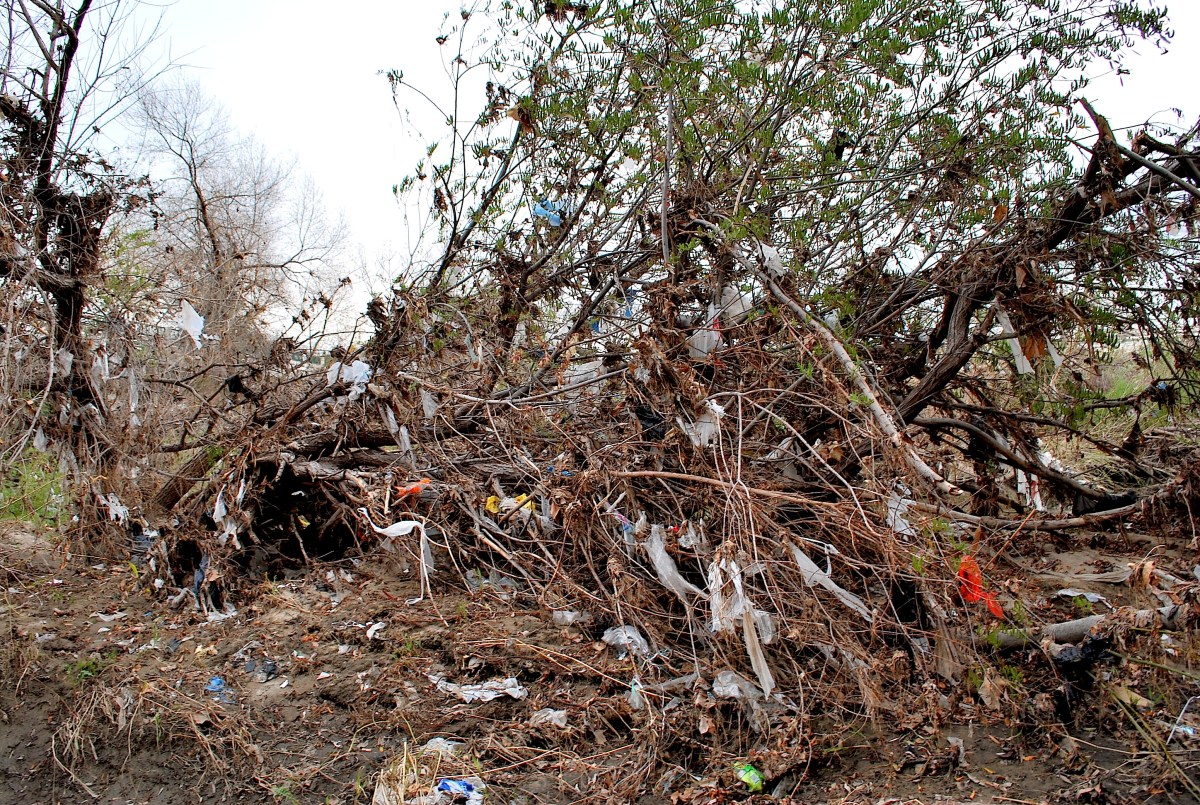 Feb 2010 LA River Near Balboa