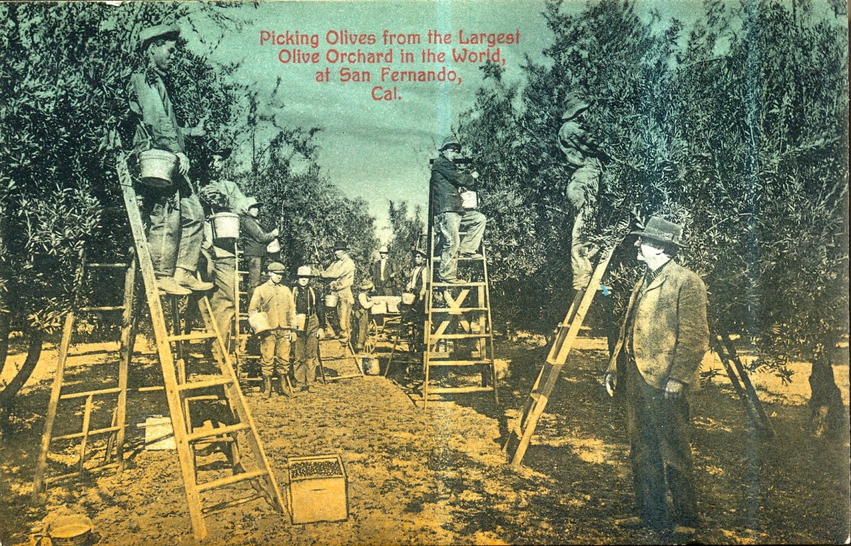 Picking Olives Front