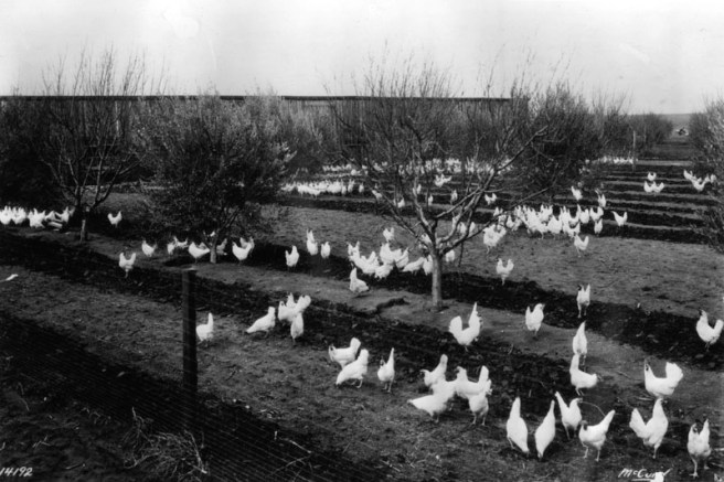 Chicken Ranch SFV (LAPL)