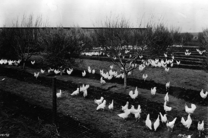 Chicken Ranch SFV (LAPL)